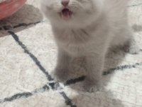 Lilac renk british shorthair yavrular