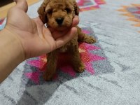 Toy bebekler poodle
