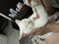 British shorthair beyaz yavrumuz