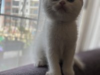 Orjinal ırkta, nadir bulunan bir cins british shorthair