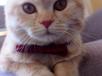 7 aylık british shorthair