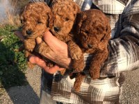 Sağlık ve ırk garantili poodle yavrularım