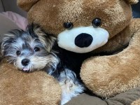 Ailenize Neşe Katacak Mini Yorkshire Terrier Dostlar
