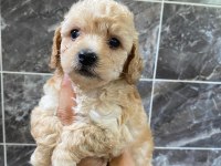Minyatür orjinal maltipoo