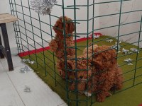 Toy poodle köpekleri
