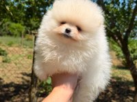 Yavru Pomeranian Boolarımız