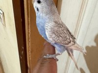 34 GÜNLÜK KONUŞTURMALIK BEBEK MUHABBET KUŞU