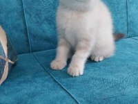 Güzel british shorthair bebeklerim