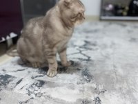 Scottish Fold Kedisi