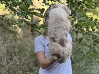 Özel renklere sahip border collie kızımız