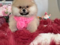 BAL GİBİ DIŞI POMERANİAN BOO