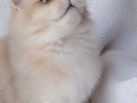 Show Kalite Erkek British Longhair
