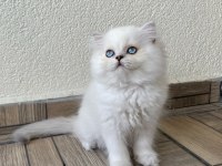 Minik sevimli ayıcık british longhair oğlum