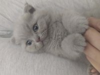 Scottish fold lilac rengin erkek bebek