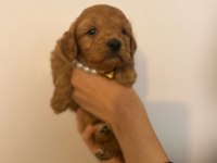MALTİPOO TEACUP YAVRULARIMIZ