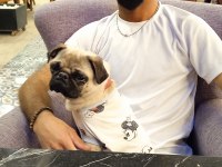 Sahibinden dişi pug