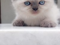 BLUE POİNT BRİTİSH SHORTHAİR DİŞİ