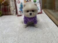 Tedy Face Pomeranian Boo Yavrularımız