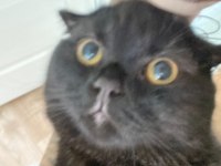 Scottish fold 6 aylık erkek siyah yavrum