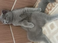 British shorthair kızımızı sahiplendiriyoruz