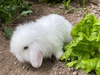 Beyaz renk Mavi Gözlü Hollanda Mini Lop Tavşan