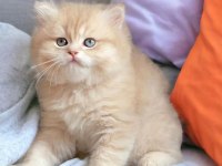 SAFKAN BRİTİSH LONGHAİR SHORTHAİR CY12 & NY12