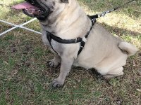 Tuvalet eğitimli son derece uysal pug