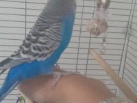 Evcil jumbo muhabbet kuşu erkek