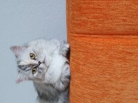 Biblo kadar güzel british longhair