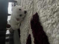 Güzel terrier kızıma yuva arıyorum