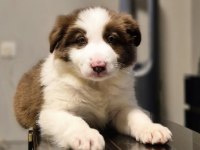Showline border collie yavrumuz