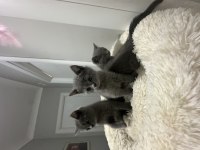 Scottish fold ve british shorthair