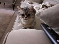 British shorthair Ankara ve çevresi ücretsiz sahiplendirme