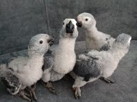 YERLİ ÜRETİM İRİ BOY JAKO PAPAĞANI