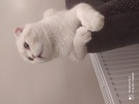 Scottish Fold 8 aylık