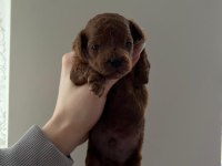 A KALİTE RED BROWN TOY POODLE YAVRULAR
