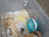 Kafesi ile birlikte suriye hamsteri