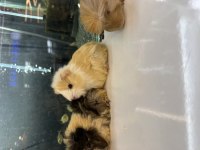 GİNEPİG YAVRULARI CİTYPETSHOP