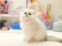British Longhair Silver Top Kafa Yavrumuz