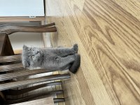 British shorthair kırık kulak