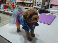 Kıvır kıvır toy poodle köpeği