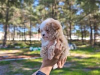 Orjinal Maltipoo yavrularımız