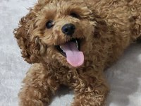 6 Aylık Toy Poodle