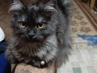 British shorthair kedim çok akıllı