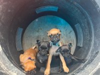 Pug Yavru Üsküdar