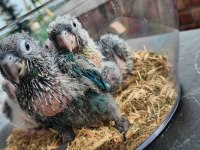 Conure parrot