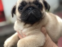 Erkek pug mops köpeğimiz