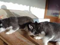 AYRANCI MAHALLESİNDEN MAVİ GÖZLÜ HUSKY YAVRULARI