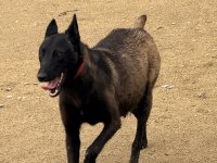 Belçika Dark Malinois Romanya Kan Hattı