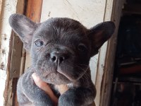 French bulldog yavrular sıfır burun sıfır kuyruk